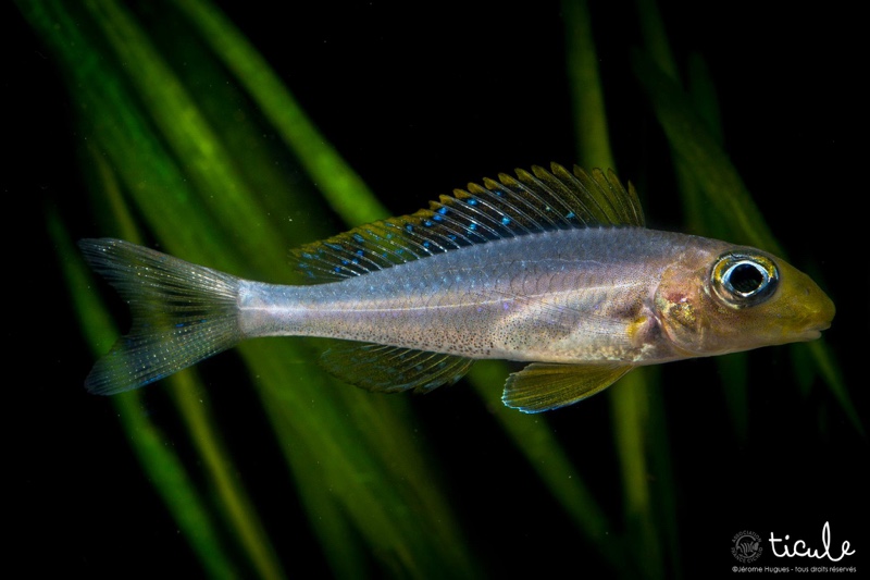 Xenotilapia sp. 'papilio sunflower' Chituta Bay